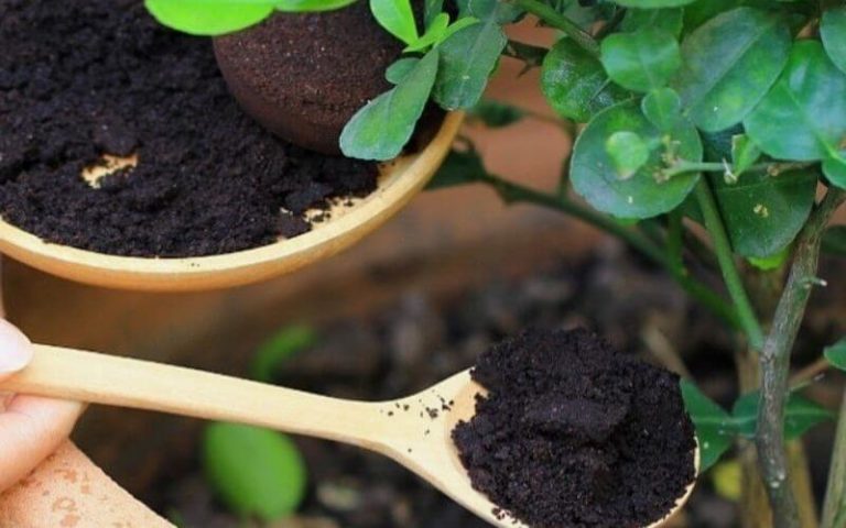 Coffee Grounds for Houseplants: Are They Good for Your Indoor Plants