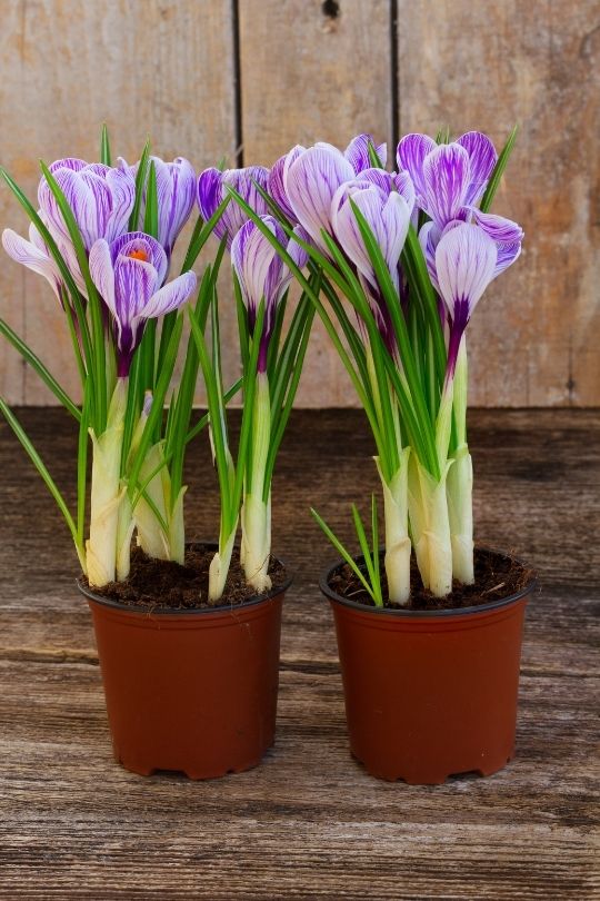 Autumn Crocus Autumn Crocus