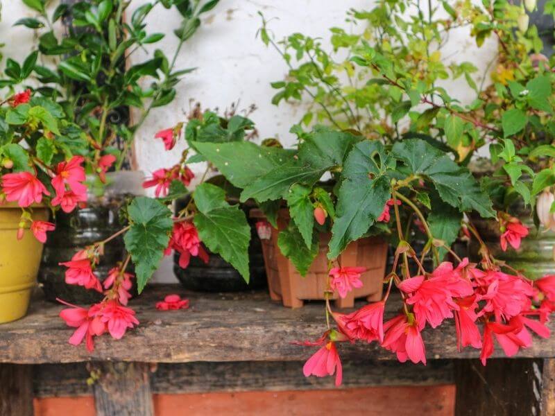 Begonia (Begonia Spp.)