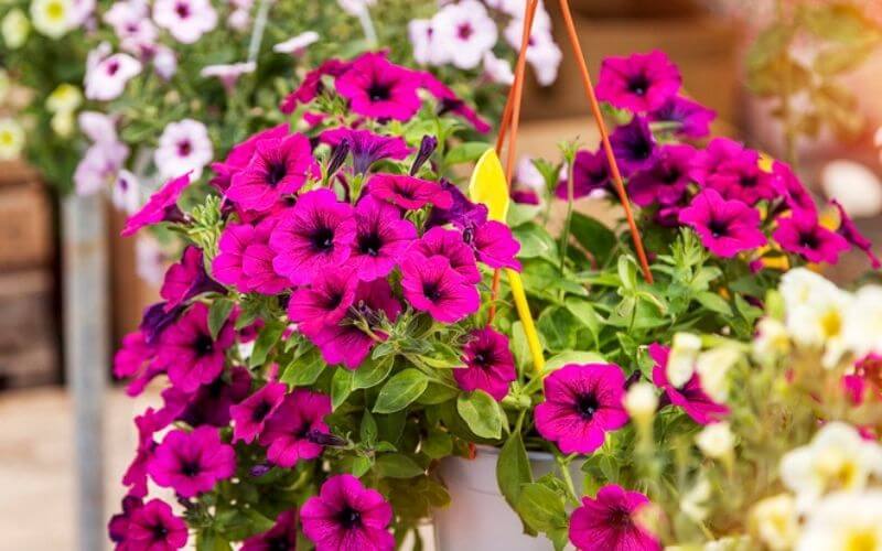 15 Best Flowering Plants For Hanging Baskets - Gardening Chores