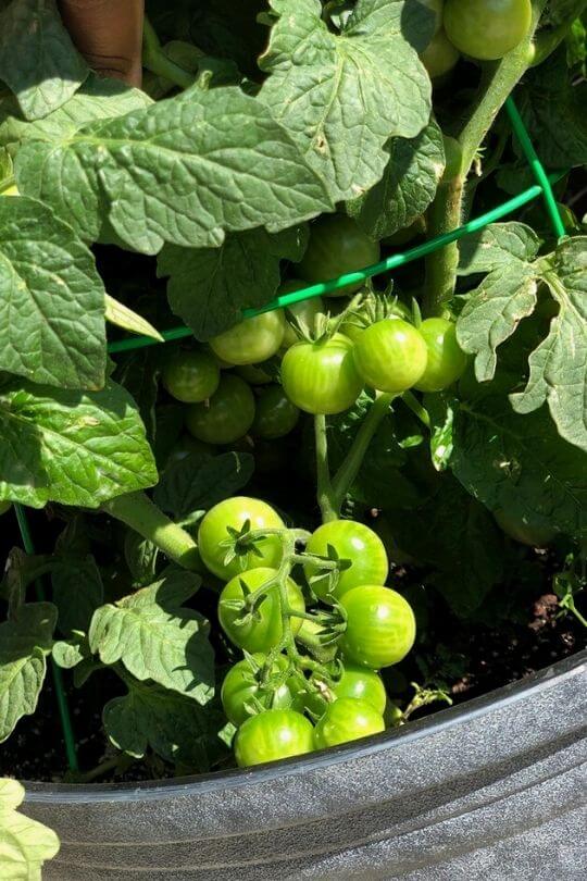 Best Tomatoes For Containers & Tips For Growing Them In Pots