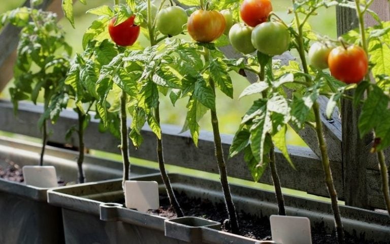 Best Tomatoes for Containers And  Tips for Growing Them in Pots
