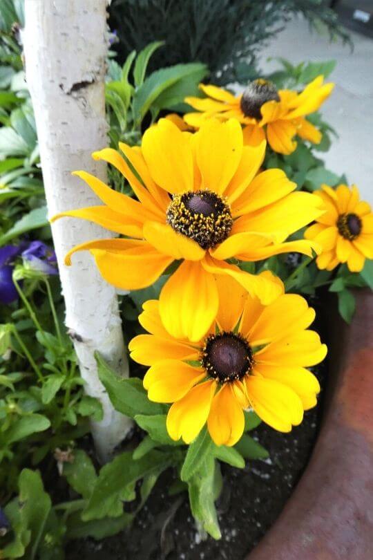 Black-Eyed Susan Black-Eyed Susan