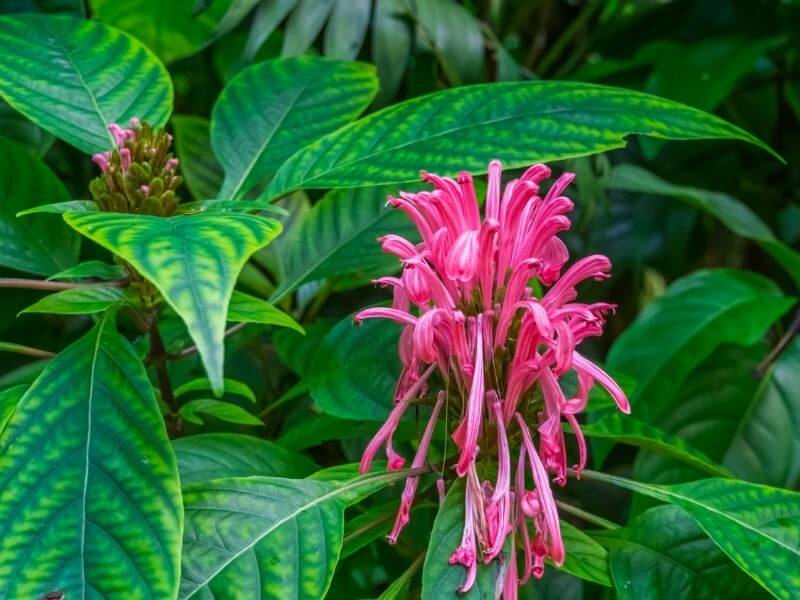 Brazilian Plume (Justicia Carnea)