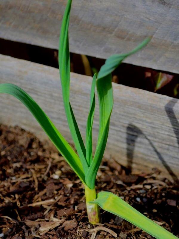 Caring for Garlic Growing in a Container