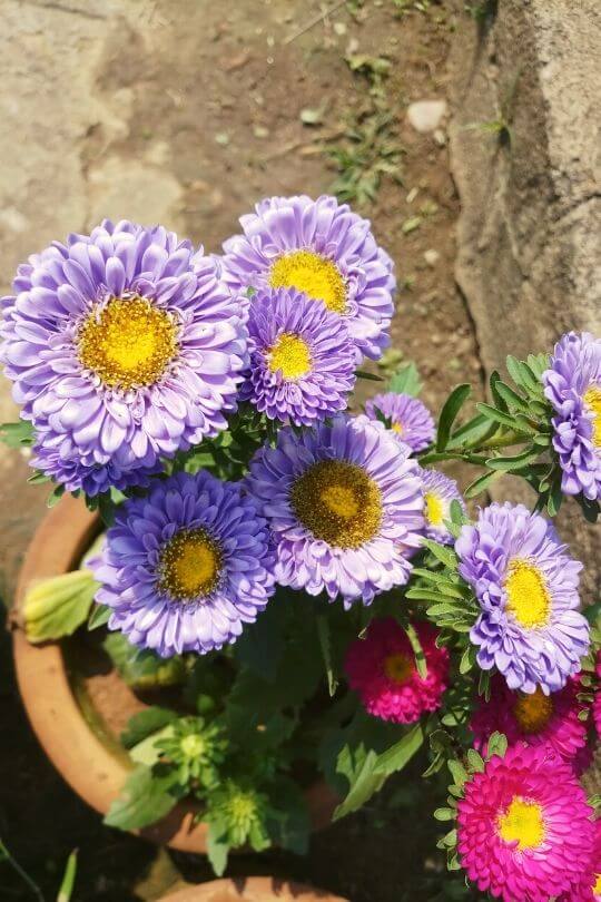 China Aster China Aster