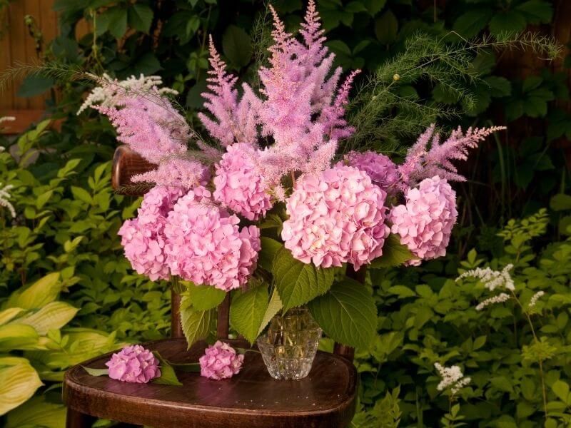 Chinese Astilbe (Astilbe Chinensis)