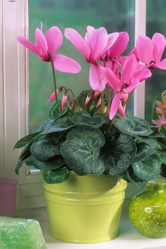 Cilician Cyclamen Cilician Cyclamen (2)
