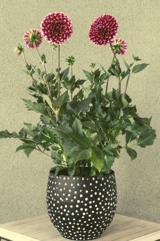 1.	Dahlias (Dahlia spp.)