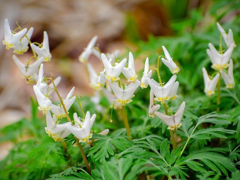 Dicentra Cucullaria