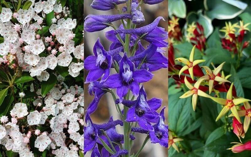 Flowers That Attract Hummingbirds