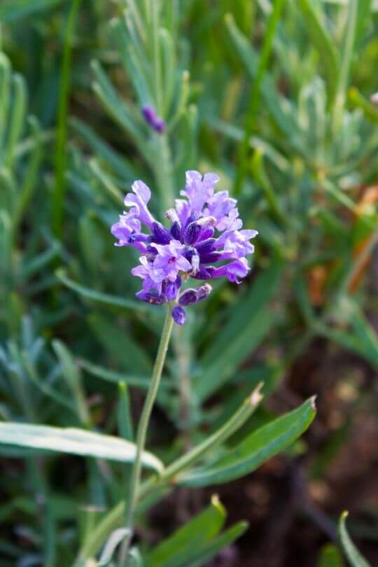 Folgate English Lavender Lavandula angustifolia Folgate
