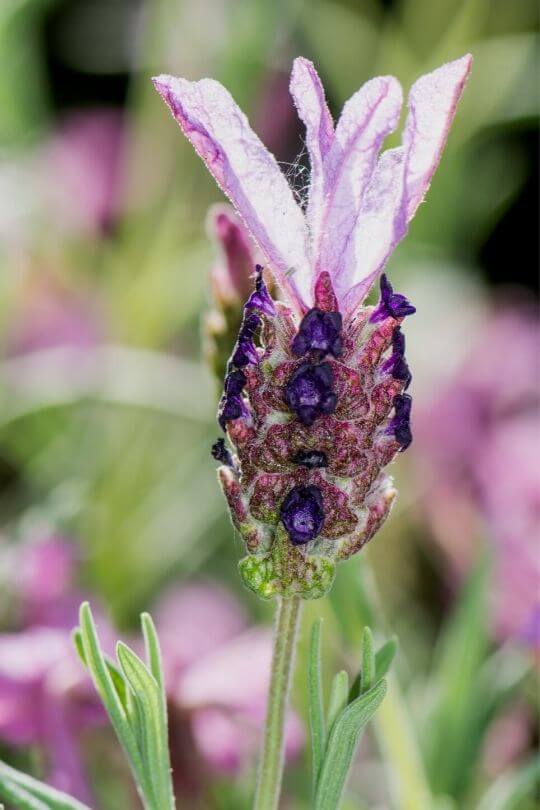 French Lavender With Love Lavandula stoechas With Love