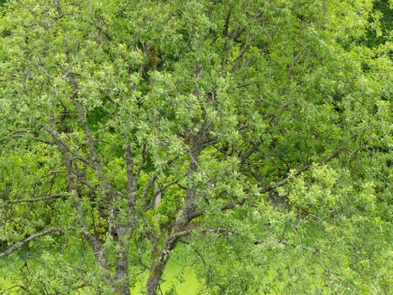 Goat Willow (Salix Caprea)