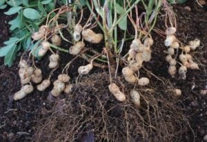 Growing Peanuts In Containers From Planting To Harvest