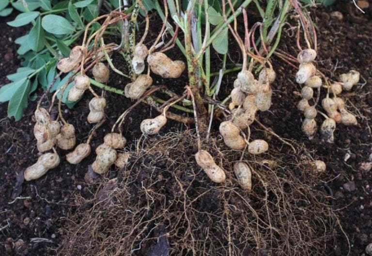 Growing Peanuts in Containers From Planting to Harvest