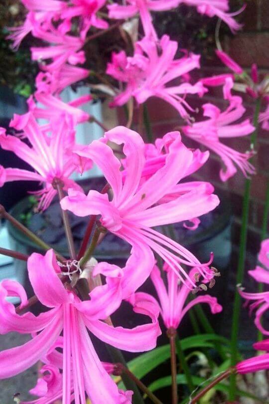 Guernsey Lily (1) Guernsey Lily