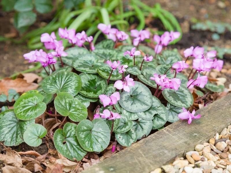 Hardy Cyclamen