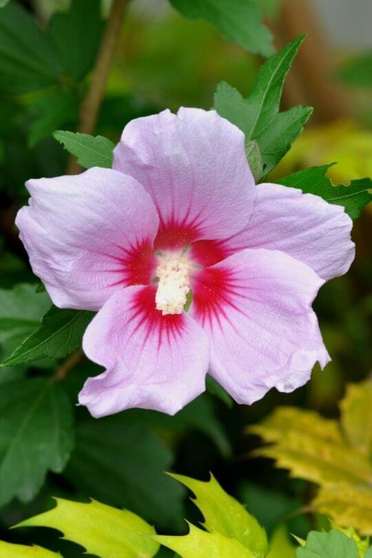 Hibiscus syriacus rose of Sharon