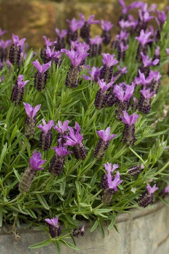 Hidcote English Lavender Lavandula angustifolia Hidcote