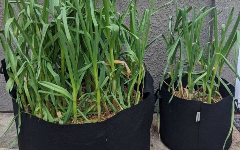How to Grow Lots of Garlic In Containers: Complete Guide from Planting to Harvest