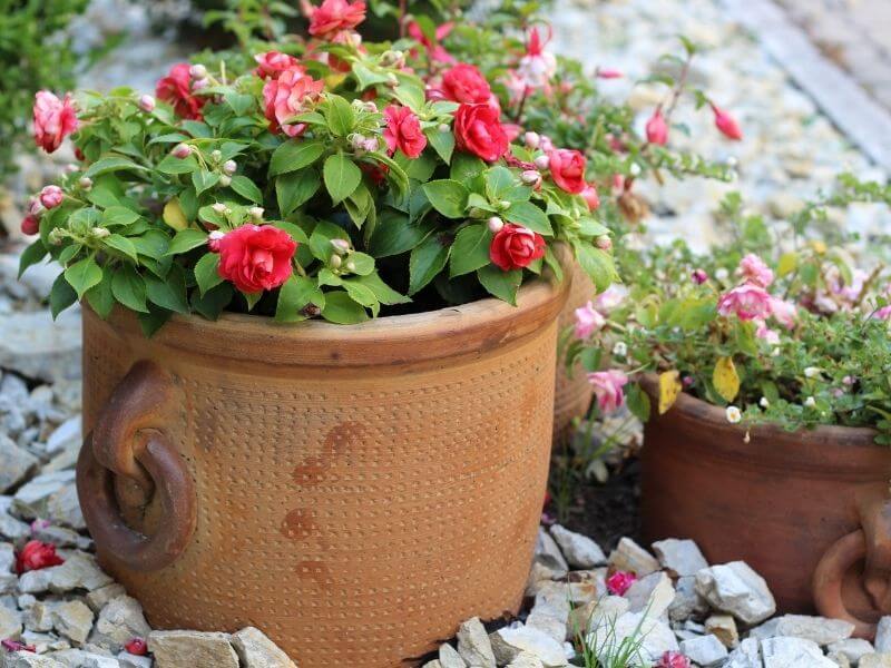 Impatiens (Impatiens Spp.)