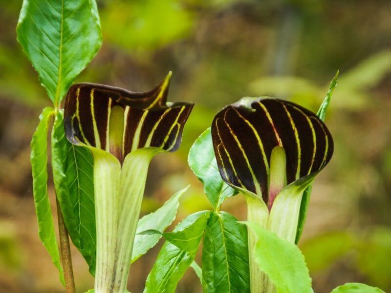 Jack In The Pulpit