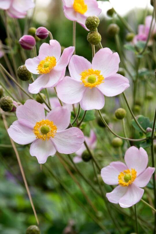 Japanese Anemone (1) Japanese Anemone (1)