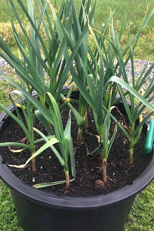 Know When to Plant Garlic