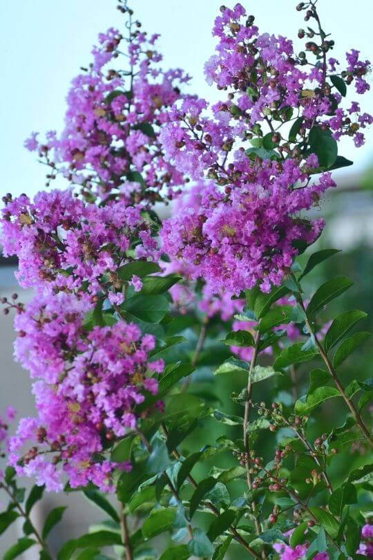 Lagerstroemia indica x fauriei 'Chickasaw' Chickasaw crape myrtle