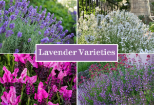 Lavender Varieties You'll Love To Grow In Your Garden