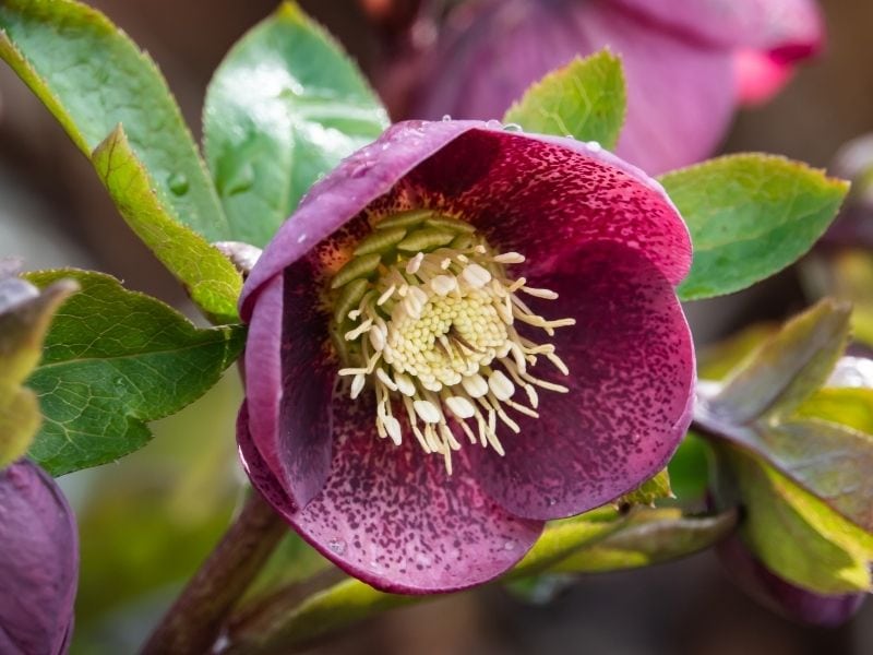 _Lenten rose