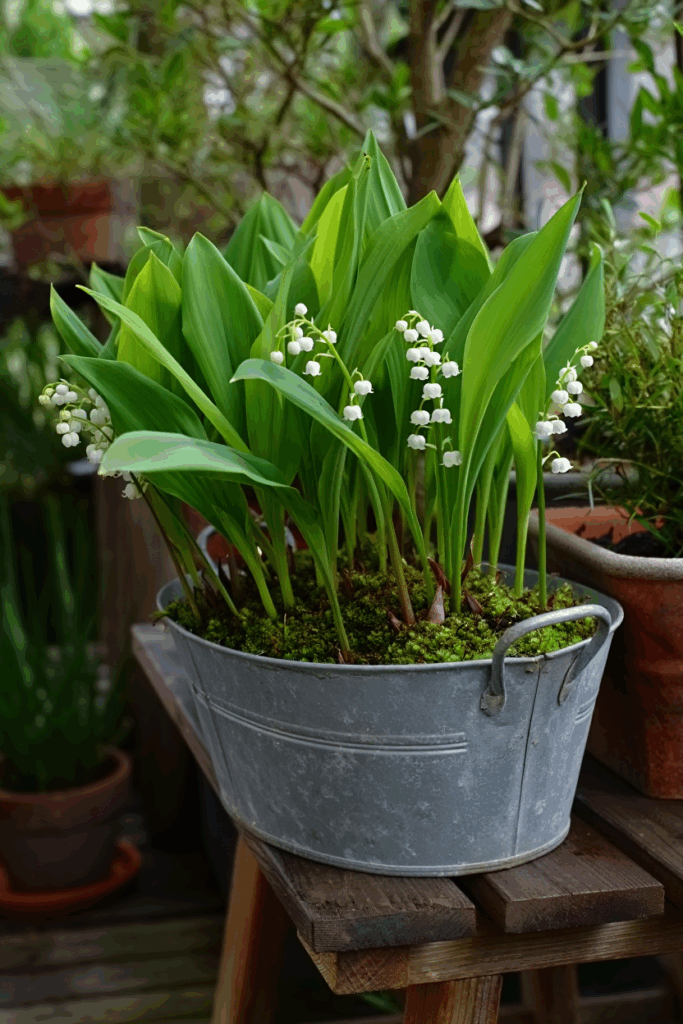 15 Shade-Loving Flowers to Grow in Containers for Beautiful Blooms in Low-Light Spaces 1