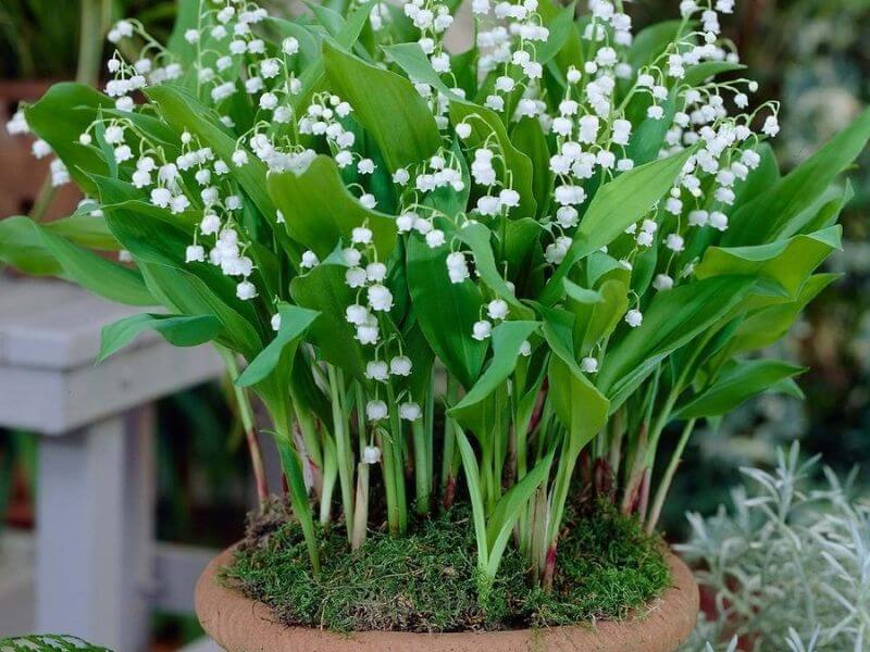 Lily Of The Valley (Convallaria Majalis)