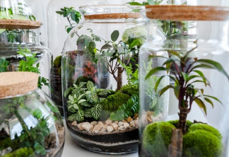 Terrarium Plants: 20 Types of Miniature Plants that Grow Well in (Open and Closed) Terrariums