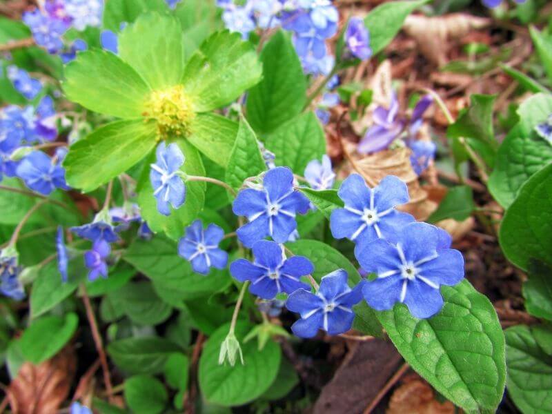 Cappadocian Navelwort