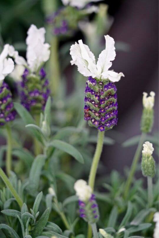 Pretty Polly French lavender Lavandula stoechas Pretty Polly