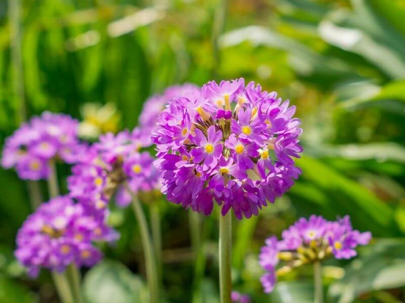 Primula denticulata