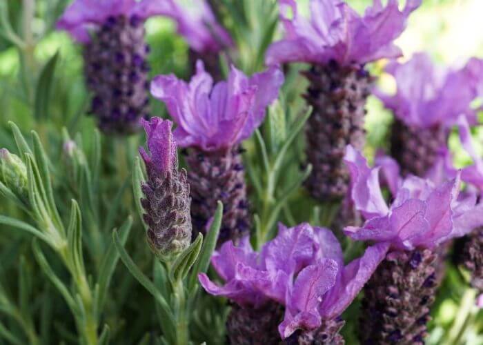 Regal Splendour French Lavender Lavandula stoechas Regal Splendour