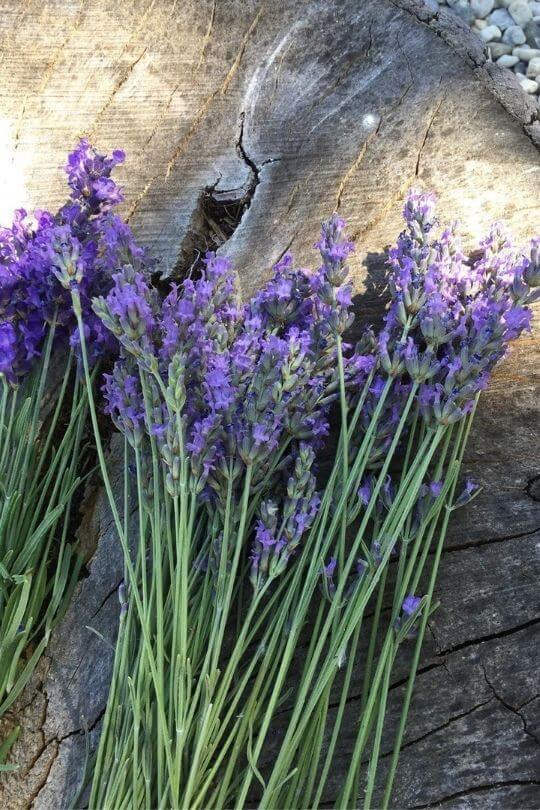 Royal Velvet English Lavender Lavandula angustifolia Royal Velvet