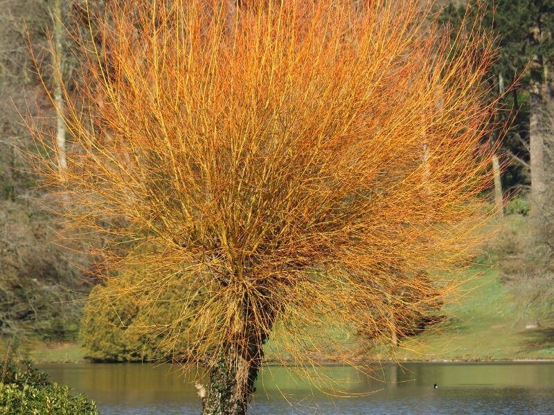 Golden Willow (Salix Alba Var. Vitellina ‘Yelverton’)