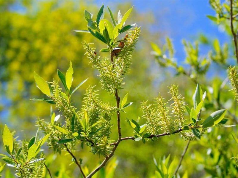 Salix Amygdaloides