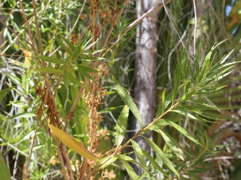 Salix Exigua