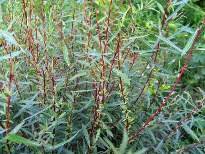 Salix Purpurea ‘Nana’