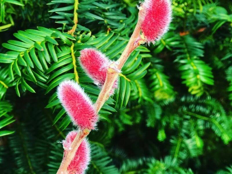 Salix Gracilistyla ‘Mount Aso’
