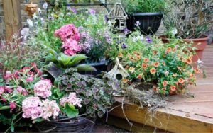Shade-Loving Plants For Containers