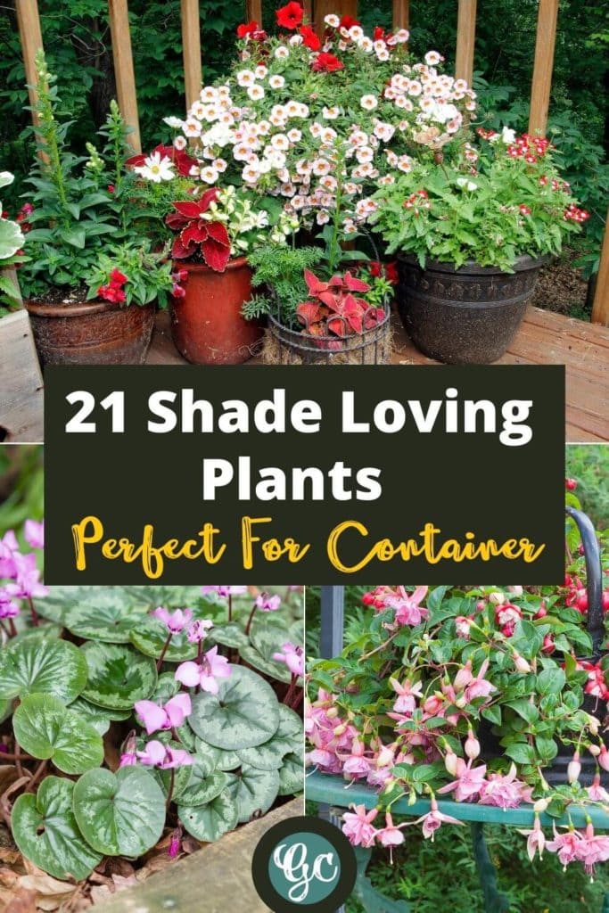 Potted Shade Flowers 20 Great ShadeLoving Plants For Containers