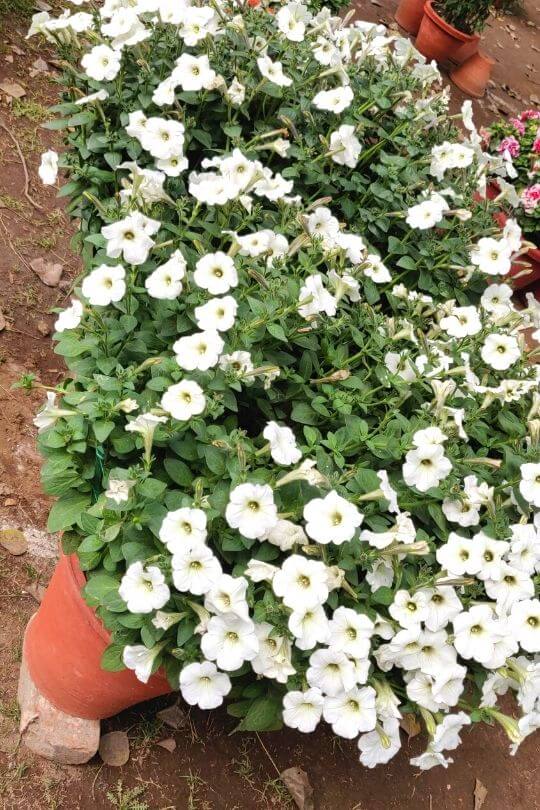 Sweet Alyssum Sweet Alyssum