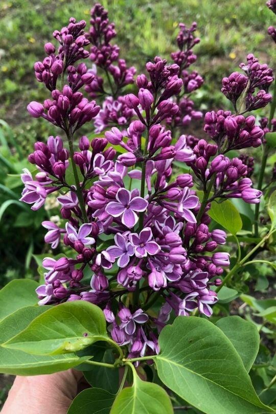 Syringa vulgaris lilac