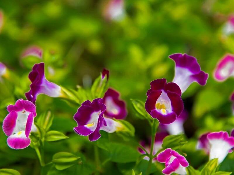 Wishbone Flower (Torenia Fournieri)